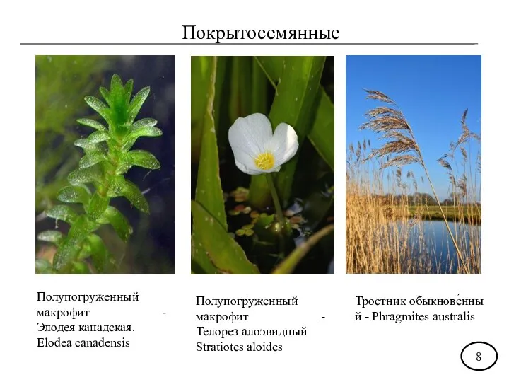 Покрытосемянные Полупогруженный макрофит - Элодея канадская. Elodea canadensis Полупогруженный макрофит - Телорез