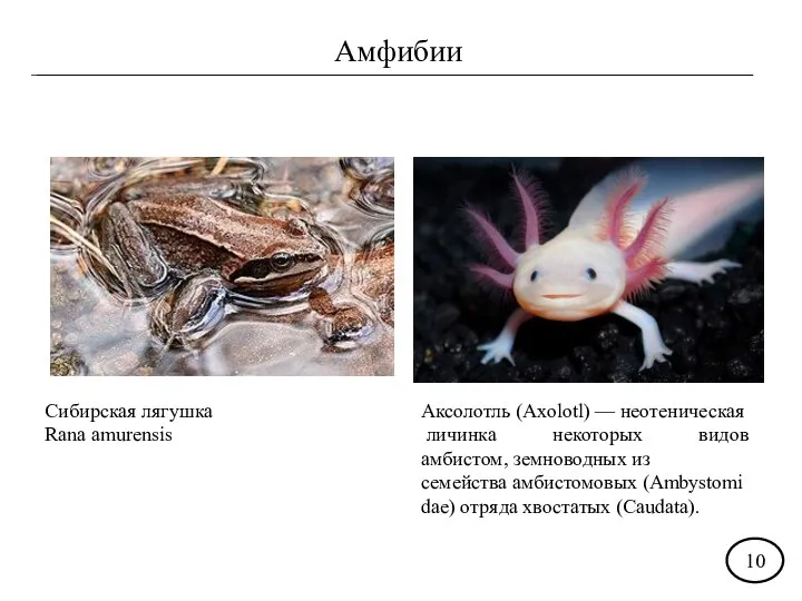 Амфибии Сибирская лягушка Rana amurensis Аксолотль (Axolotl) — неотеническая личинка некоторых видов