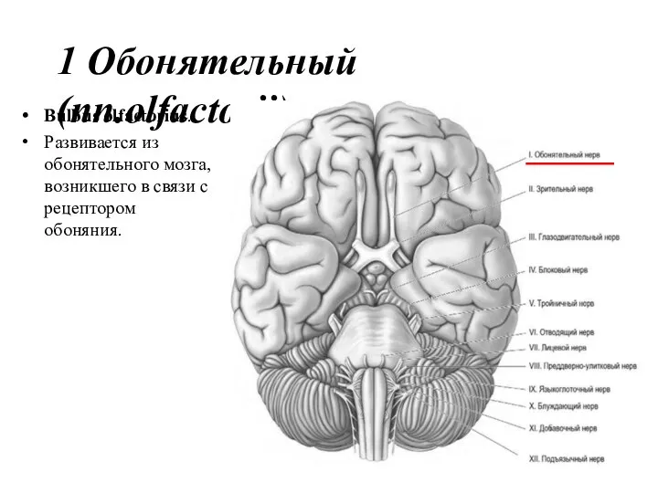 1 Обонятельный (nn.olfactorii) Bulbus olfactorius. Развивается из обонятельного мозга, возникшего в связи с рецептором обоняния.