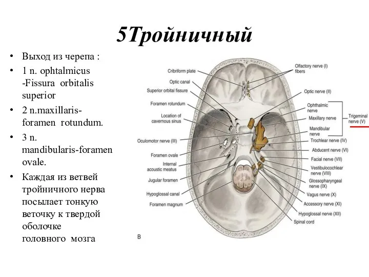 5Тройничный Выход из черепа : 1 n. ophtalmicus -Fissura orbitalis superior 2