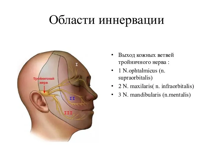 Области иннервации Выход кожных ветвей тройничного нерва : 1 N.ophtalmicus (n. supraorbitalis)