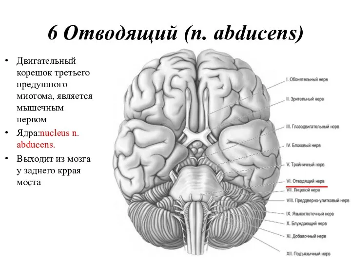 6 Отводящий (n. abducens) Двигательный корешок третьего предушного миотома, является мышечным нервом