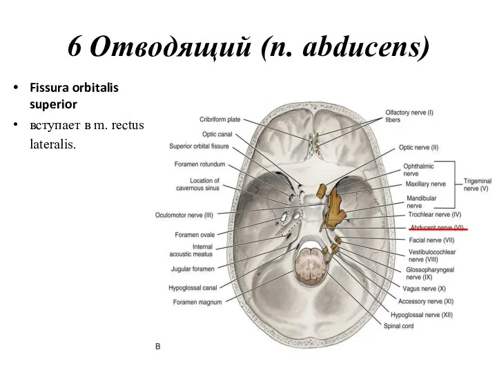 6 Отводящий (n. abducens) Fissura orbitalis superior вступает в m. rectus lateralis.