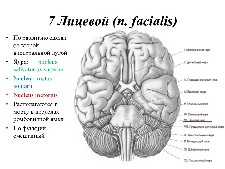 7 Лицевой (n. facialis) По развитию связан со второй висцеральной дугой Ядра: