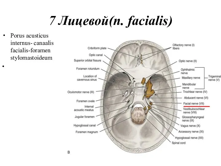 7 Лицевой(n. facialis) Porus acusticus internus- canaalis facialis-foramen stylomastoideum •