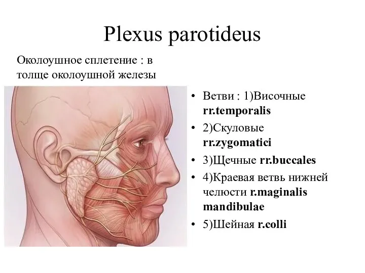 Plexus parotideus Околоушное сплетение : в толще околоушной железы Ветви : 1)Височные