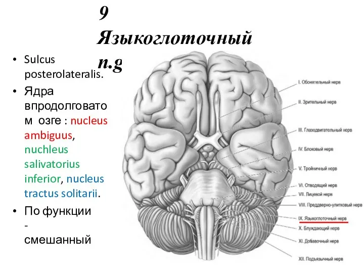 9 Языкоглоточный n.glossopharyngeus. Sulcus posterolateralis. Ядра впродолговатом озге : nucleus ambiguus, nuchleus
