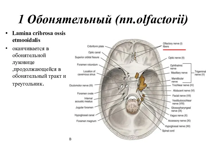 1 Обонятельный (nn.olfactorii) Lamina cribrosa ossis etmooidalis оканчивается в обонятельной луковице ,продолжающейся