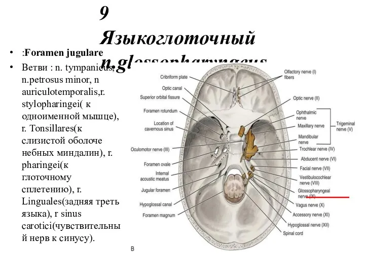 9 Языкоглоточный n.glossopharyngeus :Foramen jugulare Ветви : n. tympanicus, n.petrosus minor, n