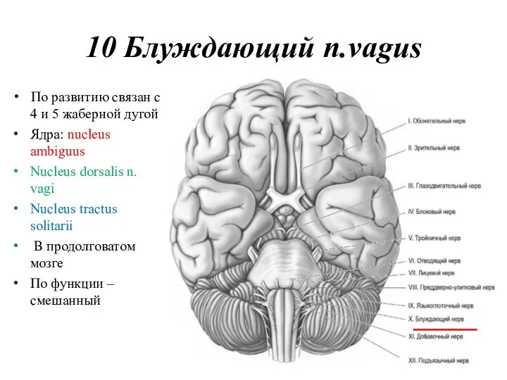 10 Блуждающий n.vagus По развитию связан с 4 и 5 жаберной дугой