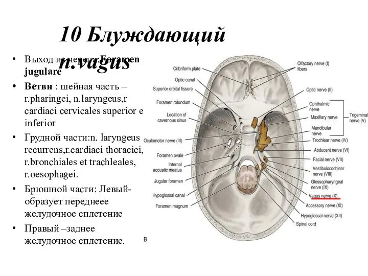 10 Блуждающий n.vagus Выход из черепа:Foramеn jugulare Ветви : шейная часть –