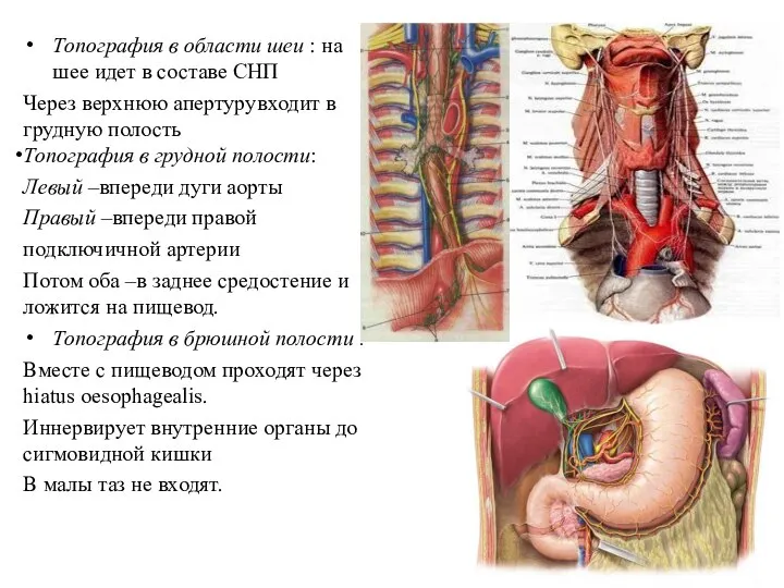 Топография в области шеи : на шее идет в составе СНП Через