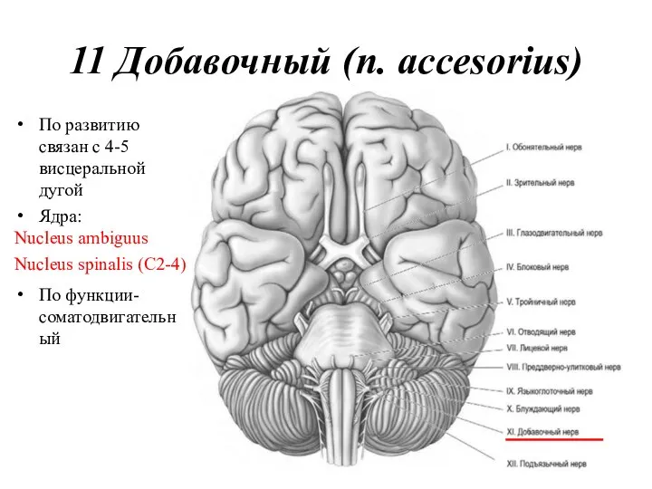 11 Добавочный (n. accesorius) По развитию связан с 4-5 висцеральной дугой Ядра: