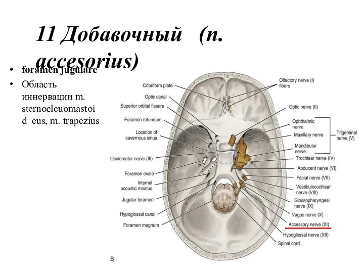 11 Добавочный (n. accesorius) foramen jugulare Область иннервации m. sternocleuomastoid eus, m. trapezius