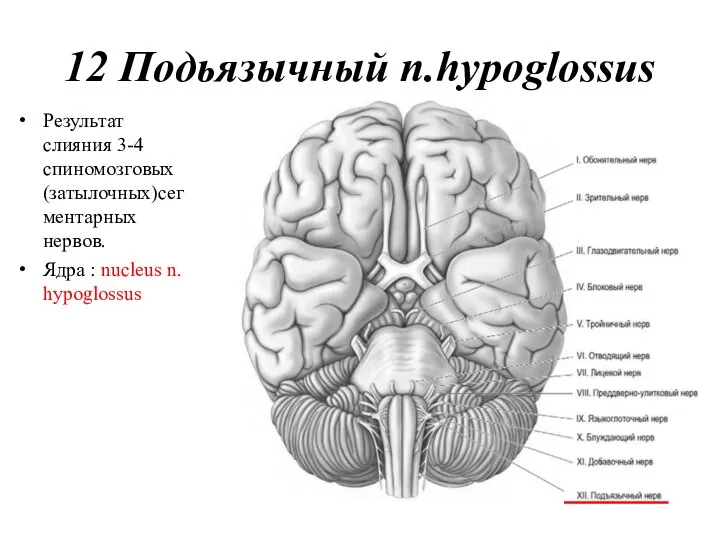 12 Подьязычный n.hypoglossus Результат слияния 3-4 спиномозговых (затылочных)сег ментарных нервов. Ядра : nucleus n. hypoglossus