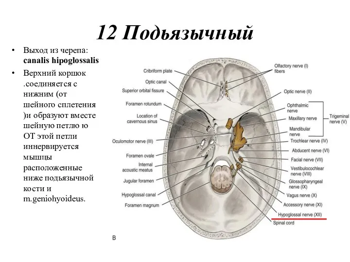 12 Подьязычный Выход из черепа: canalis hipoglossalis Верхний коршок .соединяется с нижним