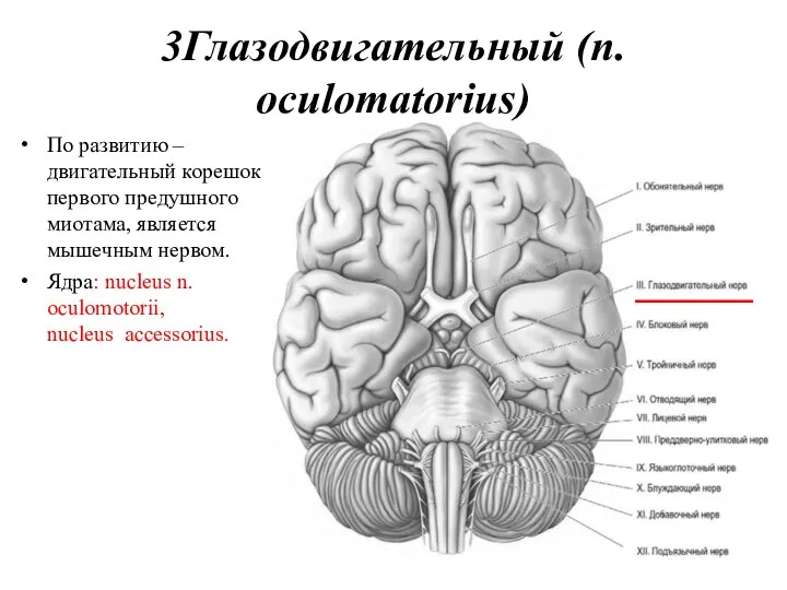 3Глазодвигательный (n. oculomatorius) По развитию – двигательный корешок первого предушного миотама, является