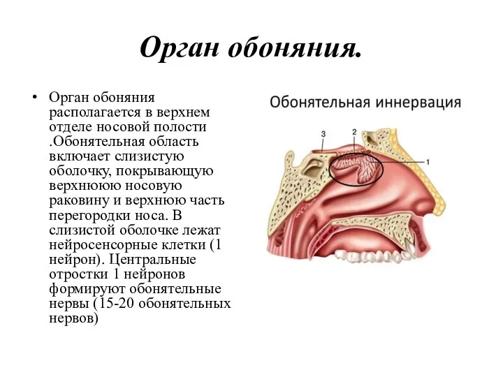 Орган обоняния. Орган обоняния располагается в верхнем отделе носовой полости .Обонятельная область