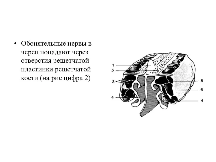 Обонятельные нервы в череп попадают через отверстия решетчатой пластинки решетчатой кости (на рис цифра 2)