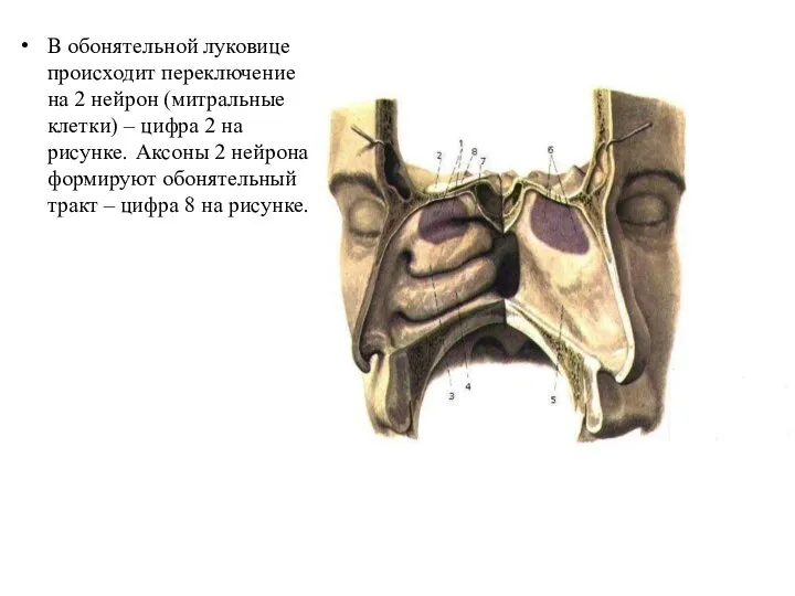 В обонятельной луковице происходит переключение на 2 нейрон (митральные клетки) – цифра