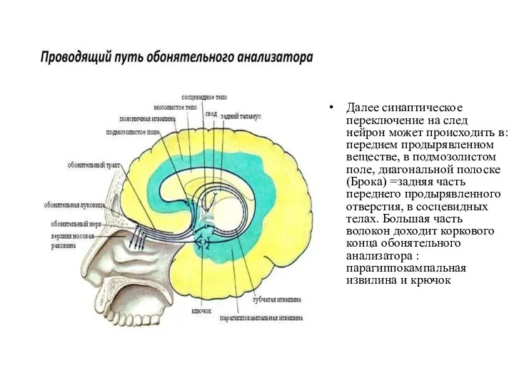 Далее синаптическое переключение на след нейрон может происходить в: переднем продырявленном веществе,