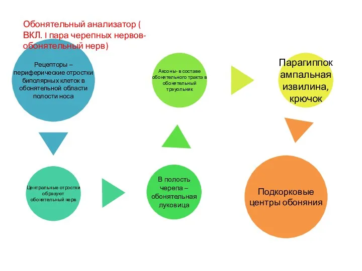 Обонятельный анализатор ( ВКЛ. I пара черепных нервов- обонятельный нерв)