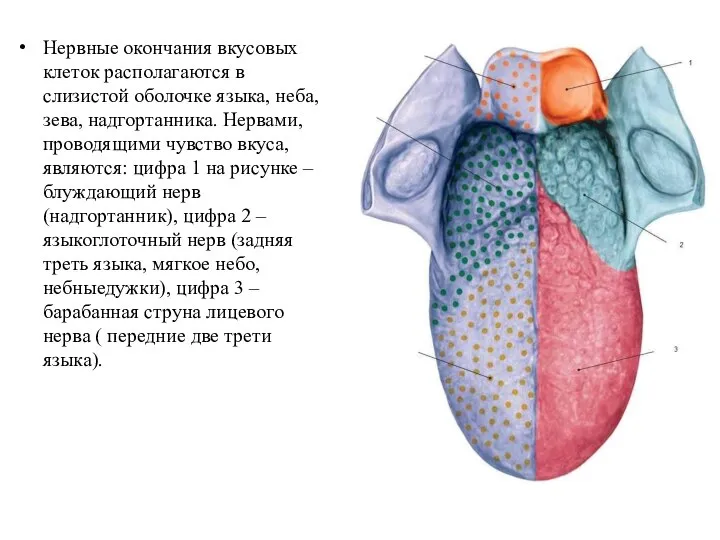 Нервные окончания вкусовых клеток располагаются в слизистой оболочке языка, неба, зева, надгортанника.