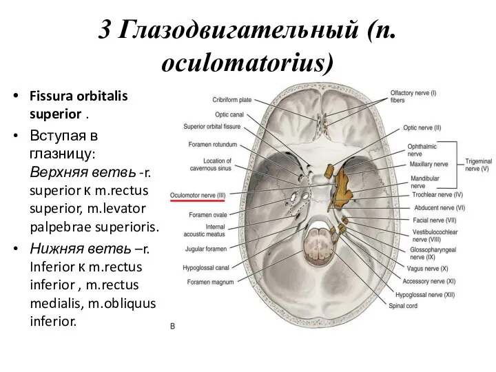 3 Глазодвигательный (n. oculomatorius) Fissura orbitalis superior . Вступая в глазницу: Верхняя