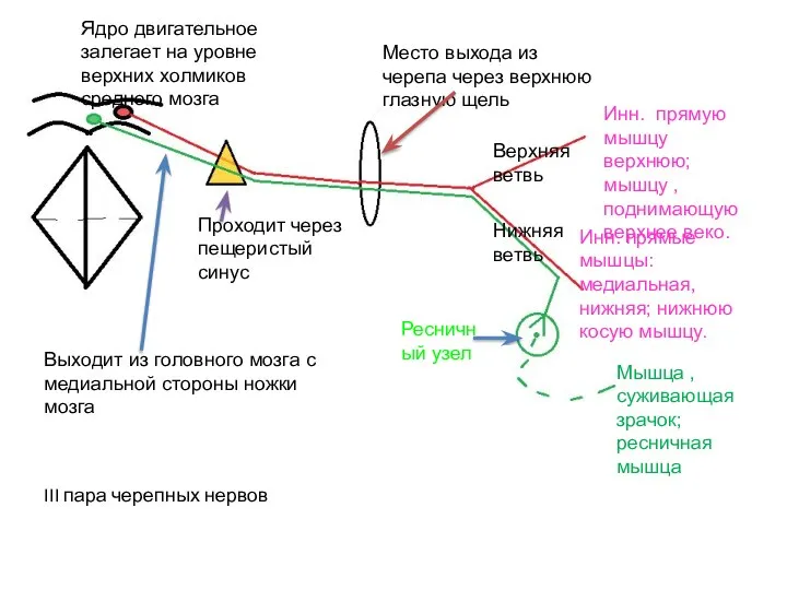 Ядро двигательное залегает на уровне верхних холмиков среднего мозга Выходит из головного