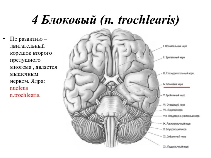 4 Блоковый (n. trochlearis) По развитию – двигательный корешок второго предушного миотома