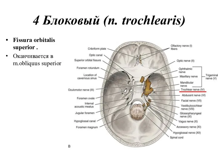 4 Блоковый (n. trochlearis) Fissura orbitalis superior . Оканчивается в m.obliquus superior