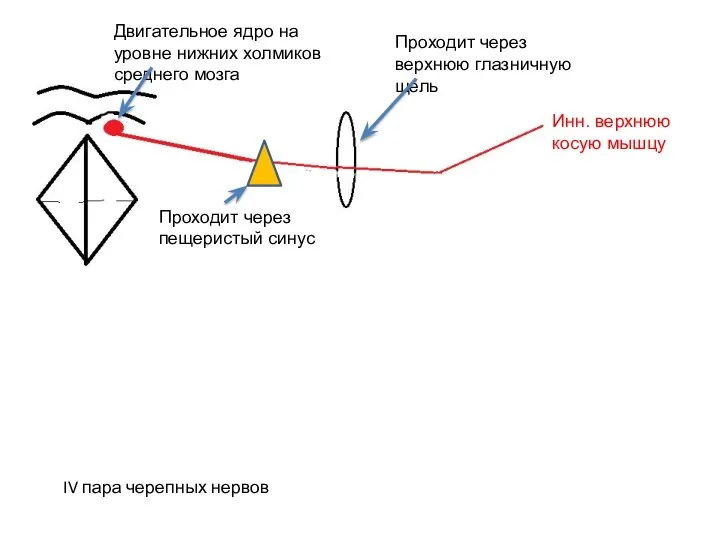 Двигательное ядро на уровне нижних холмиков среднего мозга Проходит через пещеристый синус