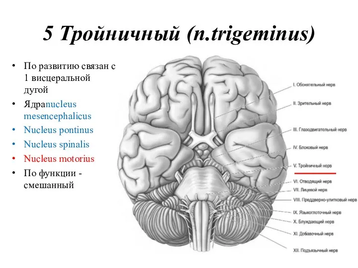 5 Тройничный (n.trigeminus) По развитию связан с 1 висцеральной дугой Ядра nucleus