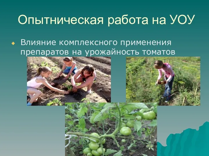 Опытническая работа на УОУ Влияние комплексного применения препаратов на урожайность томатов
