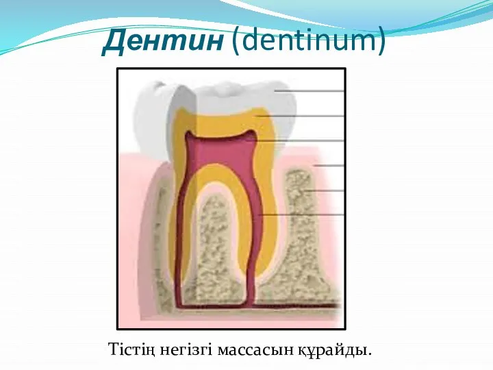 Дентин (dentinum) Тістің негізгі массасын құрайды.