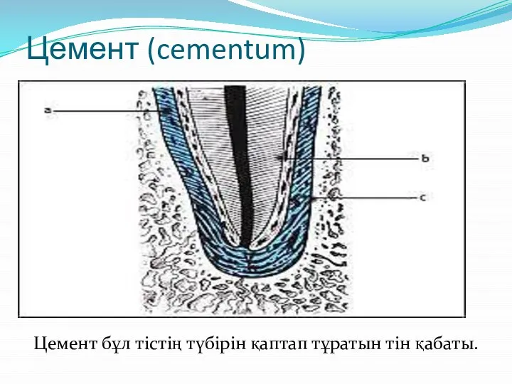 Цемент (cementum) Цемент бұл тістің түбірін қаптап тұратын тін қабаты.