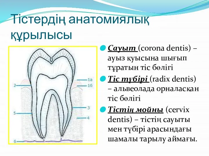 Тістердің анатомиялық құрылысы Сауыт (corona dentis) – ауыз қуысына шығып тұратын тіс