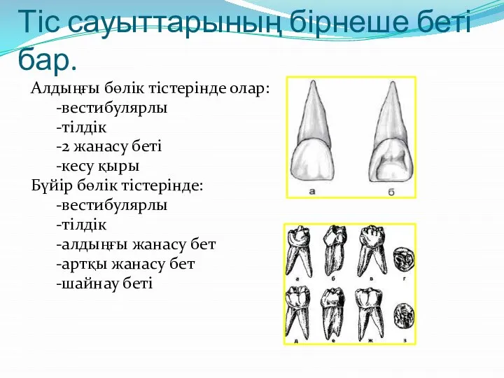 Тіс сауыттарының бірнеше беті бар. Алдыңғы бөлік тістерінде олар: -вестибулярлы -тілдік -2