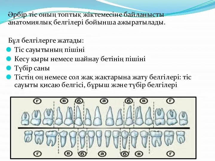 Әрбір тіс оның топтық жіктемесіне байланысты анатомиялық белгілері бойынша ажыратылады. Бұл белгілерге