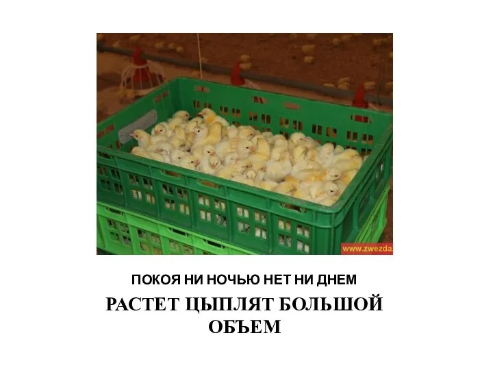 ПОКОЯ НИ НОЧЬЮ НЕТ НИ ДНЕМ РАСТЕТ ЦЫПЛЯТ БОЛЬШОЙ ОБЪЕМ