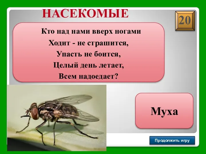 Продолжить игру РАУНД II Кто над нами вверх ногами Ходит - не