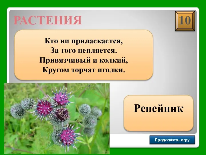 Продолжить игру РАУНД II РАСТЕНИЯ Кто ни приласкается, За того цепляется. Привязчивый