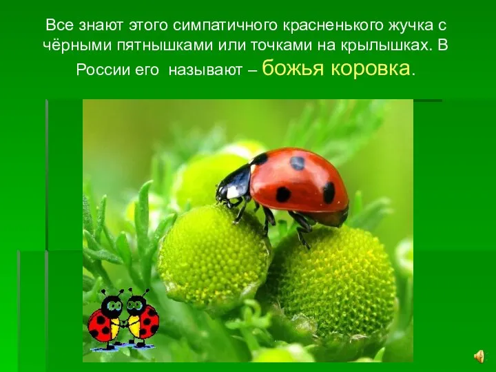 Все знают этого симпатичного красненького жучка с чёрными пятнышками или точками на