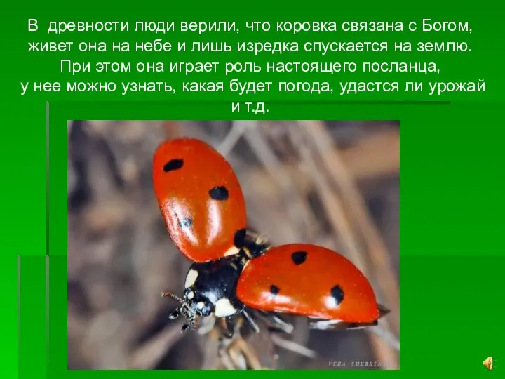 В древности люди верили, что коровка связана с Богом, живет она на