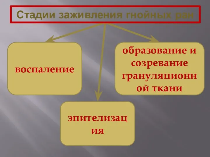 воспаление образование и созревание грануляционной ткани эпителизация Стадии заживления гнойных ран