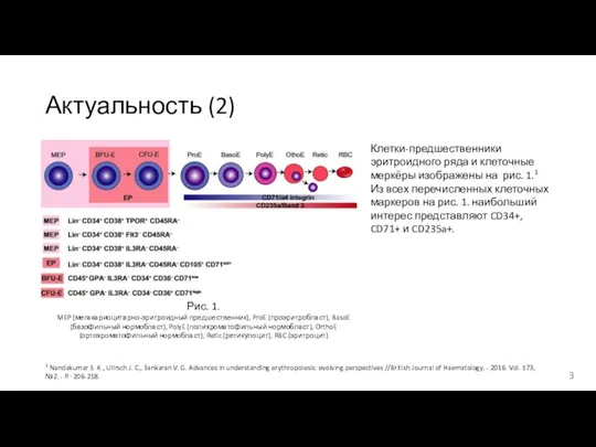 Актуальность (2) Клетки-предшественники эритроидного ряда и клеточные меркёры изображены на рис. 1.1