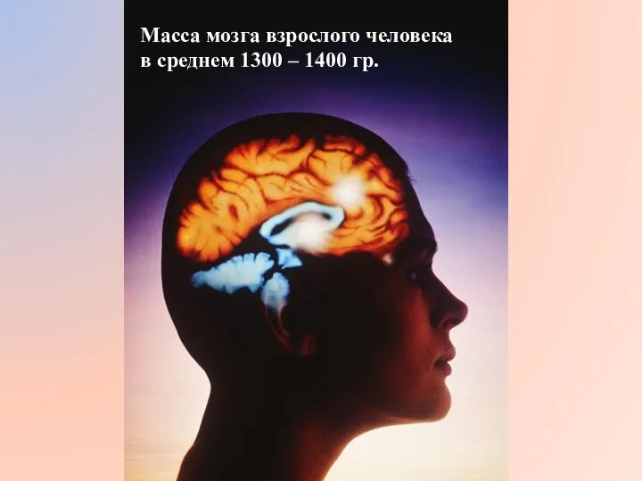 Масса мозга взрослого человека в среднем 1300 – 1400 гр.