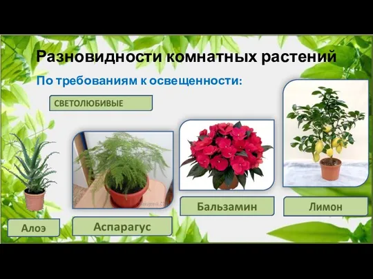 Разновидности комнатных растений По требованиям к освещенности: