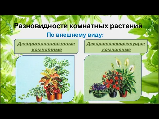 Разновидности комнатных растений По внешнему виду:
