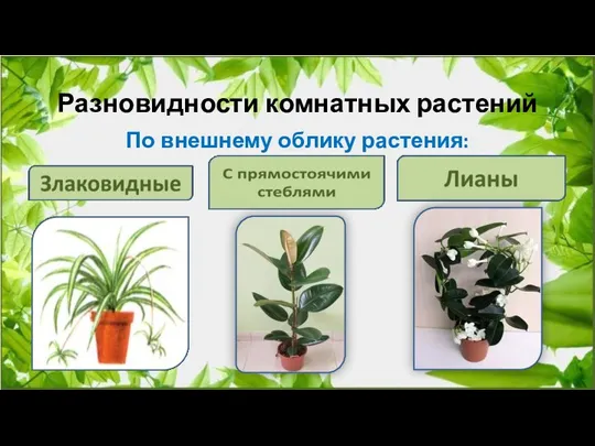 Разновидности комнатных растений По внешнему облику растения: